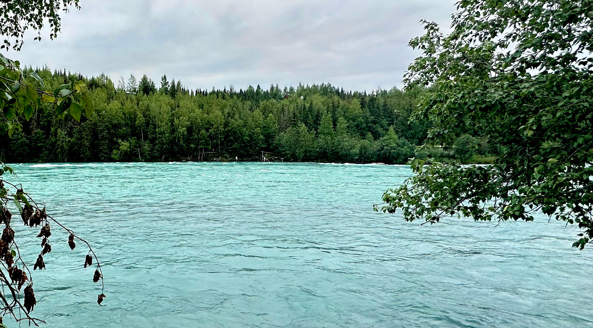 Bristol Bay Basin & Kodiak - Predicting the 2026 Runs — And Why Real-Time Counts Still Decide the Day